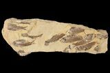 Fossil Fish (Gosiutichthys) Mortality Plate - Lake Gosiute #87812-1